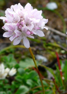 Armeria punzante (Armeria pungens)