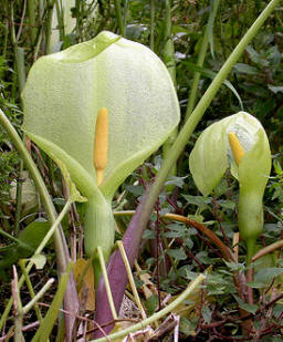 Aro común (Arum italicum)