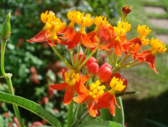 Asclepia (Asclepias curassavica)