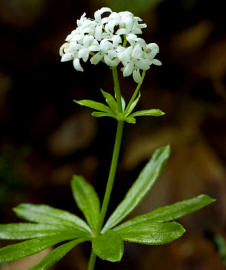 Asperilla (Asperula odorata)