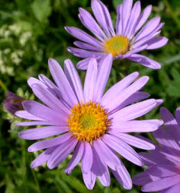 Aster alpino (Aster alpinus)