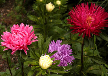 Aster de China (Callistephus chinensis)