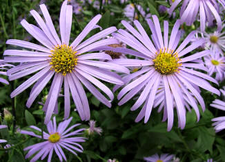 Aster híbrido (Aster x frikartii)