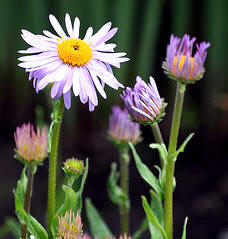 Aster "Napsbury" (Aster yunnanensis "Napsbury")