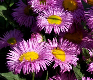 Aster de verano (Erigeron speciosus)