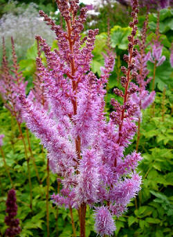 Astilbe de China (Astilbe chinensis, var. pumila)