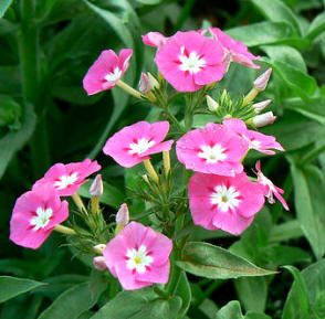 Aurora (Phlox paniculata)