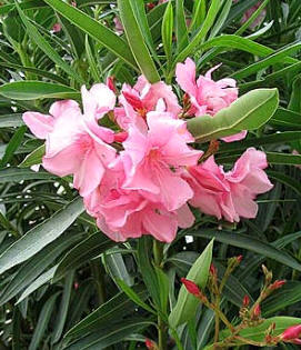 Azalea (rhododendron simsii)