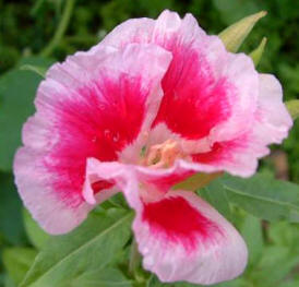 Azalea de verano (Godetia grandiflora)