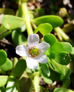 Bacopa (Bacopa monnieri)