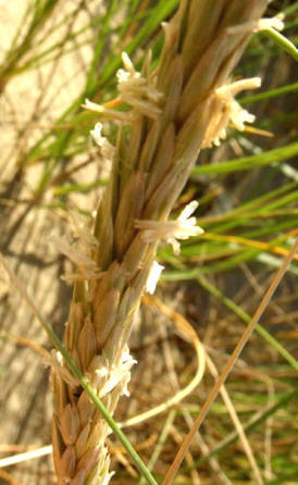 Espiga de barrón (Ammophila arenaria / Psamma a.)