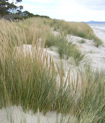 Barrón (Ammophila arenaria / Psamma a.)