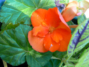 Begonia tuberosa (Begonia x tuberhybrida)