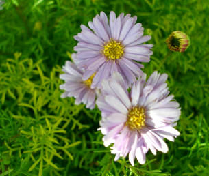 Bracicomo (Brachycome iberidifolia)