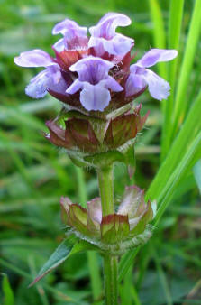 Brunella (Brunella vulgaris)