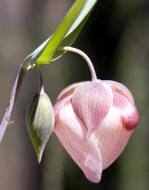 Calochortus albus
