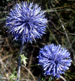 Cardo yesquero (Echinops ritro)