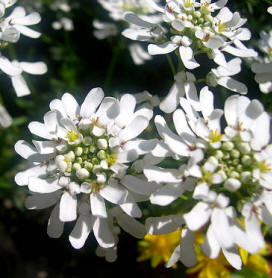 Carraspique siempreverde (Iberis sempervirens)