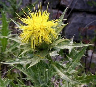 Cártamo arborescente (Crthamus arborescens)