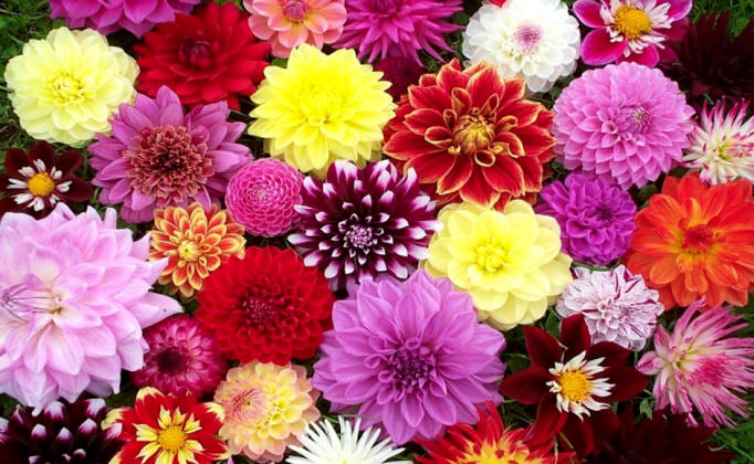 Dalia (Dahlia) -Grupos cultivares-