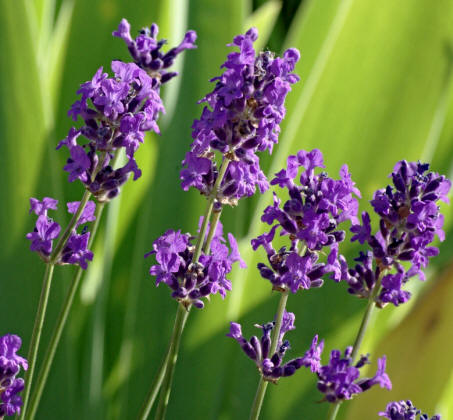 Espliego (Lavandula angustifolia, sin. L. officinalis)
