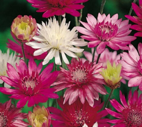 Flor inmortal (Xeranthemum annuum)