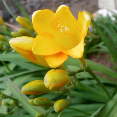 Fresia (Freesia refracta)