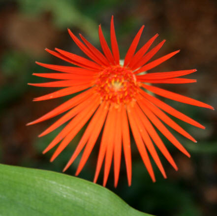 Gerbera (Gerbera jamesonii)