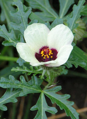Hibisco (Hibiscus trionum)