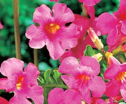Incarvillea (Incarvillea delavayi)