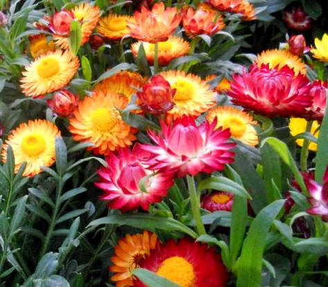 Inmortal o siempreviva