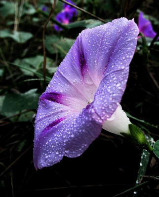 Ipomea (Ipomoea purpurea)