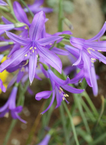 Ixiolirion (Ixiolirion tataricum)