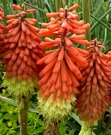 Kniphofia (Kniphofia uvaria hibrida)