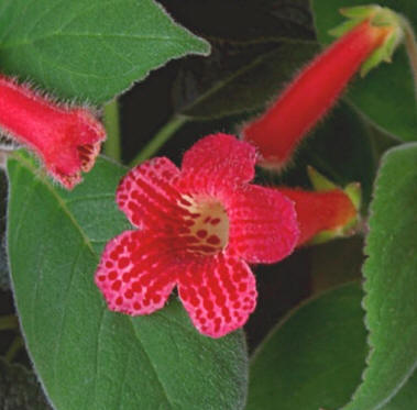 Kohleria (Kohleria hirsuta, sin. Isoloma h.)