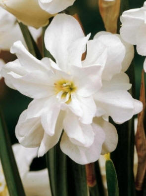 Narcissus albus plenus odoratus