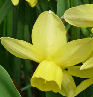 Narcissus "Angel's Tears"