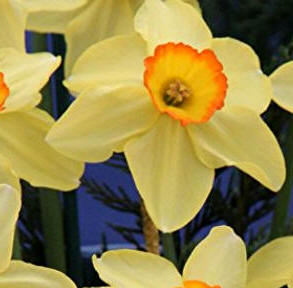 Narcissus "Birma"
