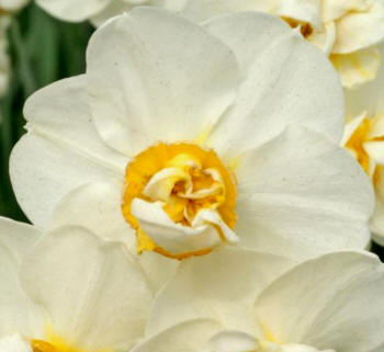 Narcissus "Cheerfullness"