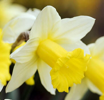 Narcissus "Foresight"