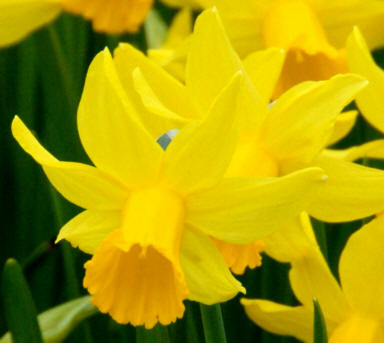 Narcissus "February Gold"