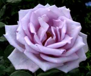 Rosa "Blue Moon"