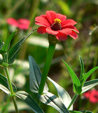 Zinia del Perú (Zinnia peruviana)