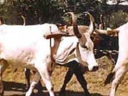 domesticación animal