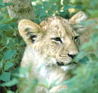 Coevolución concertada