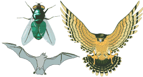 desarrollo de alas en animales 