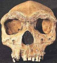 Homo habilis