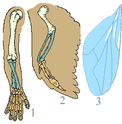Caracteres homólogos y análogos