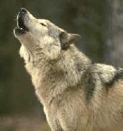 estrategia oportunista, perpetuación de la especie