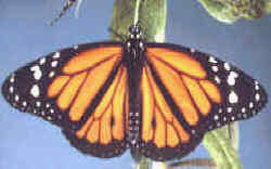 mariposa monarca 